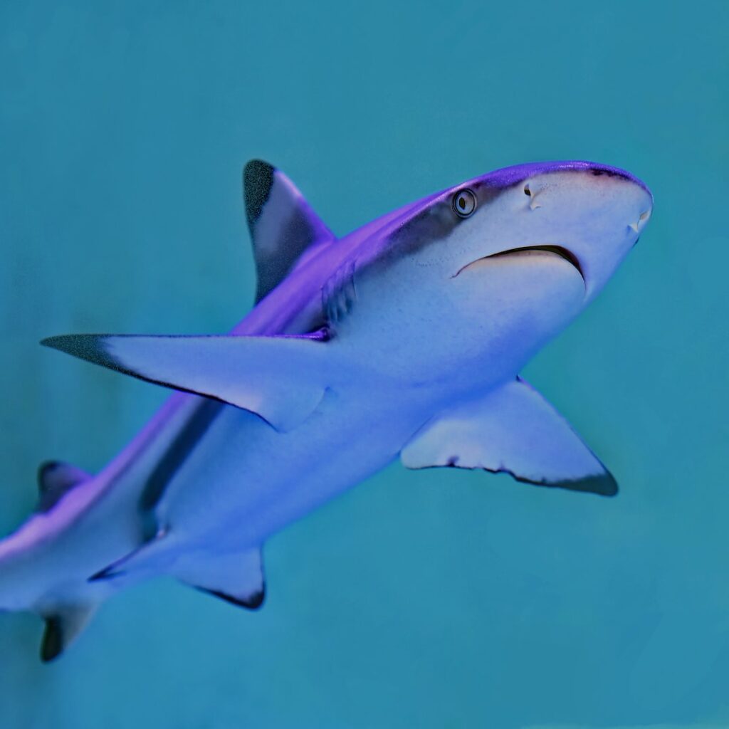 shark diving komodo